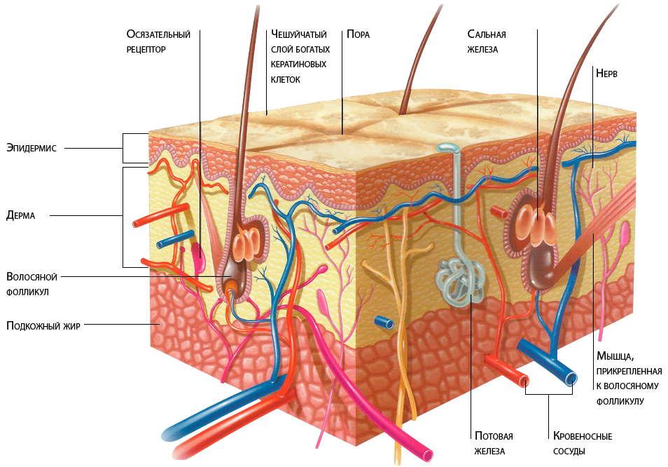 Где расположены корни волос потовые и сальные. Слой строения кожи эпидермис дерма. Строение кожи эпидермис дерма. Строение эпидермиса кожи человека схема. Слой 1) эпидермис 2) дерма 3) гиподерма.